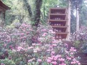 長谷寺・室生寺コース