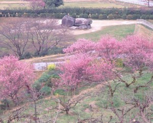 飛鳥・談山神社コース
