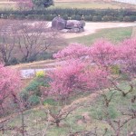 當麻・飛鳥と今井町の町屋でランチ