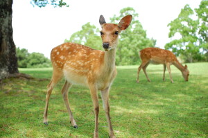 若草山らくタクプラン