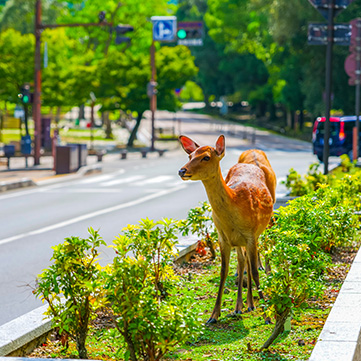 奈良の歴史や文化に詳しくなれる